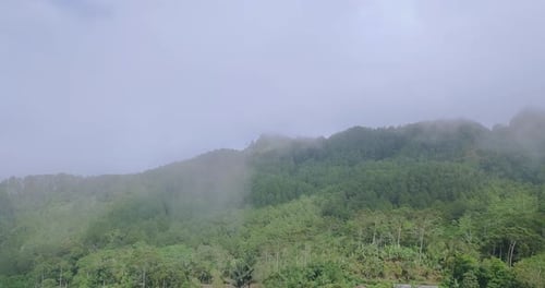 Video mit langsamer Gleitbewegung des Nebels, der sich durch den Wald bewegt und ihn bedeckt. Dichter Regenwald gewinnt