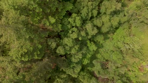 Aerial Top Down Shot Of Lush Green Forest Treetops