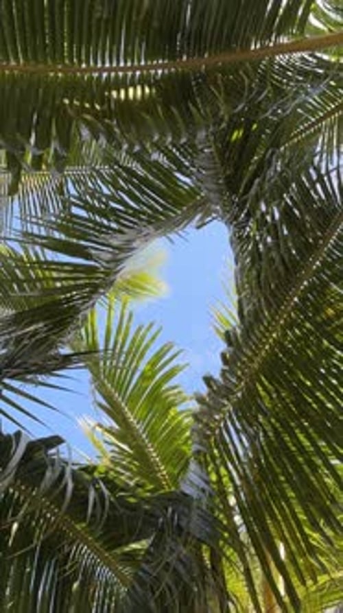 Summer, wallpaper and palm trees in low angle, tropical island and Hawaii for texture in nature