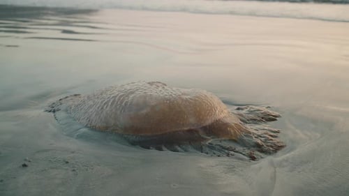 Nahaufnahme von Quallen am Sandstrand mit hereinrollenden Meereswellen