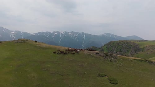 Herd of Horses Grazing on a Green Mountain Slope with Snow Capped Peaks in Background