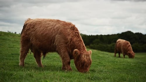 Beautiful highland cattle grazing on the lush green meadows of the Scottish Highlands