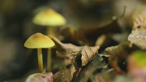 Close-up muschroom in the forest