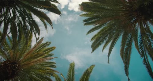 Palm trees bottom up view with blue sky on the background. Beach on tropical island.
