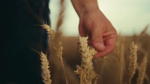 Organic Farming Growing Cereals in Ecological Region Man Stroking Rye Spikelet Agronomy and