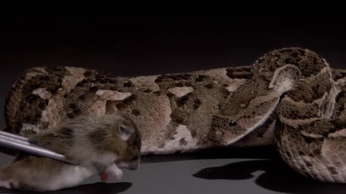 Slow motion snake strike puff adder eating mouse nature documentary