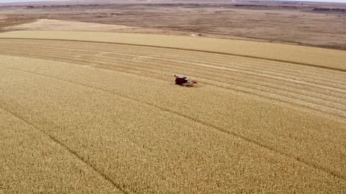 Wide drone shot of combine harvesting corn in Texas
