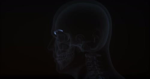 Corrugator Supercilii Muscle