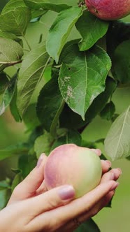 Female hand is picking an apple from apple tree. Apple harvesting.