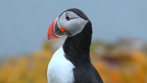 View of the Atlantic Puffin Common Birds Found in Iceland