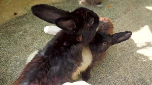 Funny Video of Feeding Cute Little Rabbits on Farm or Animal Cafe