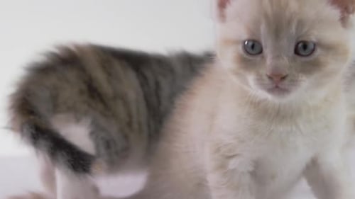 Fondo blanco -Adorables gatitos bebés sobre fondo blanco -disgustados 2cats\_1