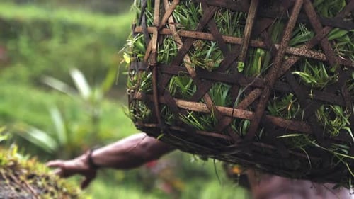 Bali Rice Field Farmer Carrying Basket Of Harvested Crop