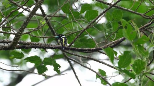 Vu de dos alors que la caméra effectue un zoom arrière par un après-midi venteux, le film noir et jaune Broadbill Eury