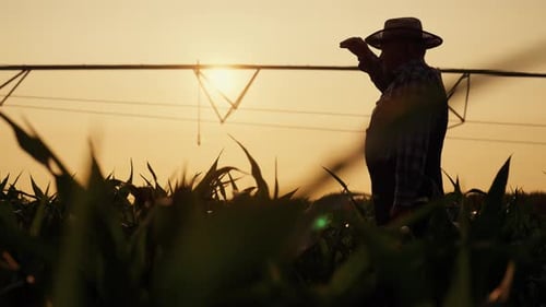 Farmer Silhouette Watching Sunset Over Crops in Rural Field