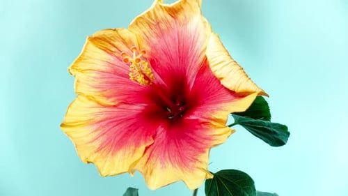 Yellow Red Hibiscus Open Its Flower in Time Lapse. Blooming Two Colored Plant Blossoms on a Blue