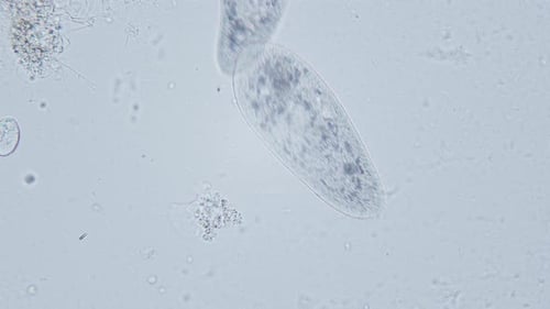 Paramecium large magnification inside organelle movement bright field microscopical view