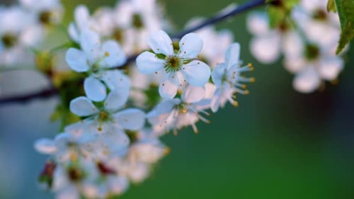 Weiße Sakura-Blüten vor Bokeh-Hintergrund bei Sonnenuntergang im Frühling. Selektiver Fokus
