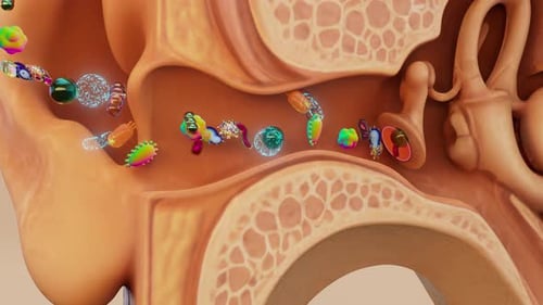 Medical Animation: Microorganisms Traveling Through the Ear Canal