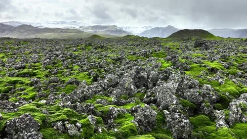 Lava Fields Covered with Green Moss in Iceland Scenic National Park Area Fresh Green Summer Volcanic