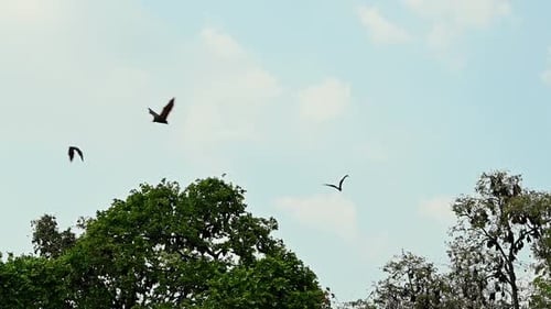 Eine Kolonie dieser Fledermäuse, die am Nachmittag beim Ausgehen über Bäume nach rechts fliegen