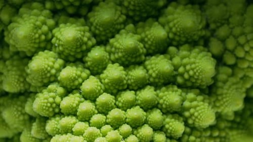 Green Romanesco Cabbage Pyramidal Details in Macro Roman Cauliflower Superfood