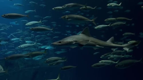 Shark Surrounded By Schooling Fish Underwater