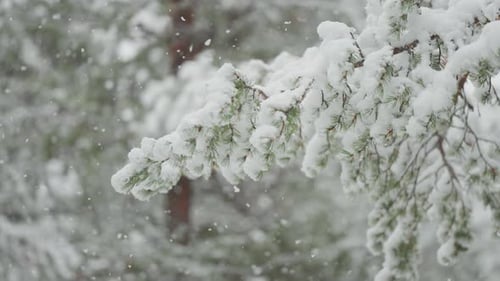 Evergreen Branches Covered in Snow During Winter