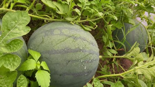 fresh young watermelon fruit on the farm