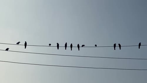 Birds Perched on Power Lines, One Flies Away