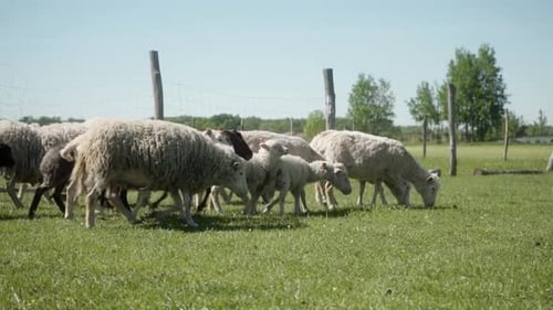 Un mouton avec des étiquettes sur les oreilles et des agneaux paissent dans le pâturage.