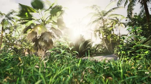 Misty Rainforest and Bright Sun Beams Through Trees Branches