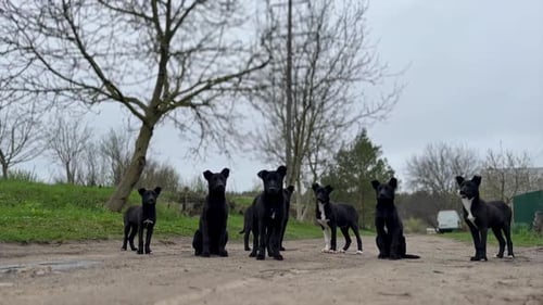 Sieben schwarz-weiße Welpen hungrig unterwegs. Hundeschwister auf der Suche nach Futter