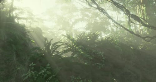 Lush Tropical Forest Bathed in Soft Light and Gentle Mist During Morning Hours