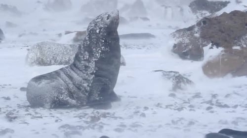 Lone Fur Seal Sitting in Blizzard Conditions