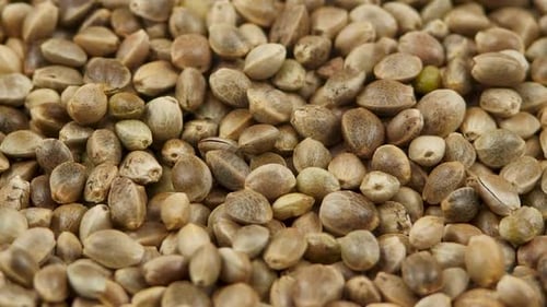 Hemp Seeds Rotating Background, Macro. Organic Food. Dried Superfood. Hemp Seeds Texture Background