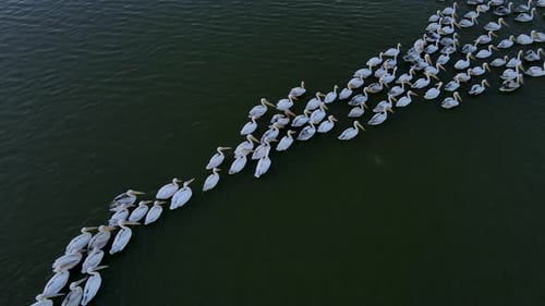 Flock Of Pelicans