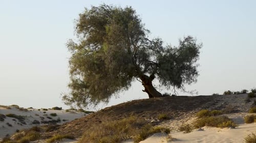 close up big tree on a hill in the middle of the desert