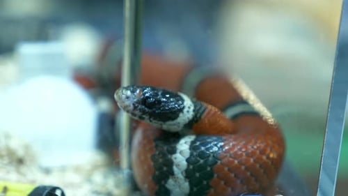 Resting motionless with its coiled body, a scarlet kingsnake is sticking its tongue out inside a ter