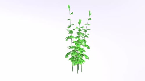 Lush Green Plants Cluster