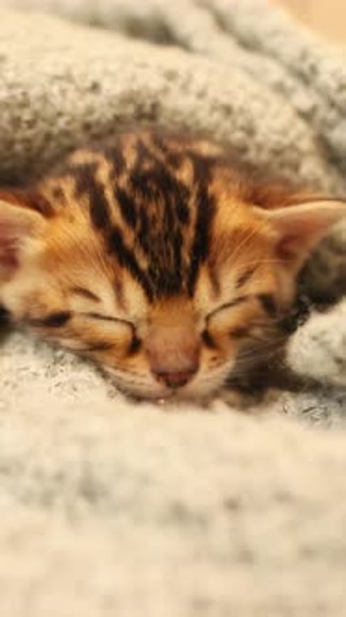 Cute Kitten Napping Under Gray Blanket Close Up