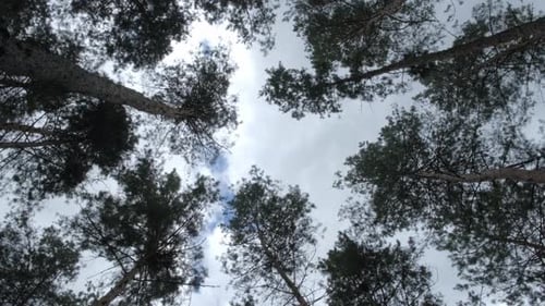 High Pines Sway in a Forest Breeze During a Stormy