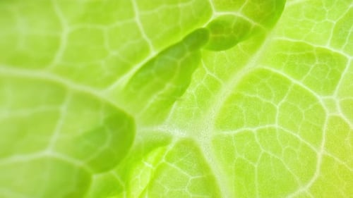 A fresh green leaf vegetables up close with intricate macro video footage.