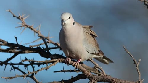 Cape Turtle Dove Perched On A Branch