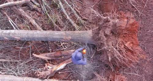 Using a Sawing Chain Saw the Service Worker Carefully Cuts Down Trees in a Sustainable Manner to