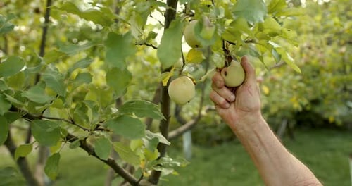 Ein älterer Bauer pflückt grüne reife Äpfel von einem Baum