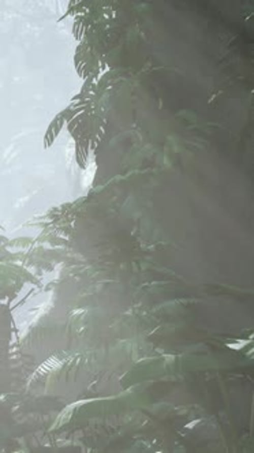 Dense Tropical Rainforest With Morning Fog