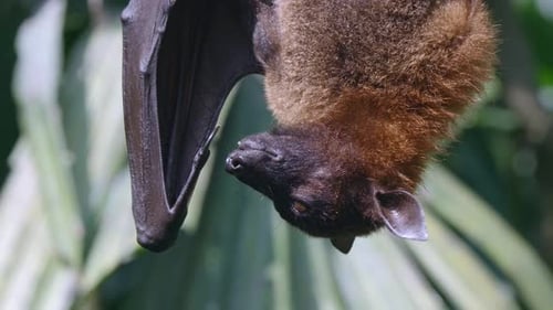 Murciélago frugívoro con forma de zorro volador colgado boca abajo en su gallinero. - de cerca