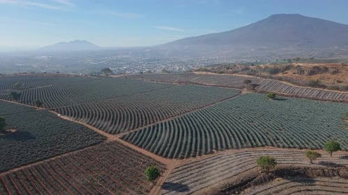 Stadt Agave Fields