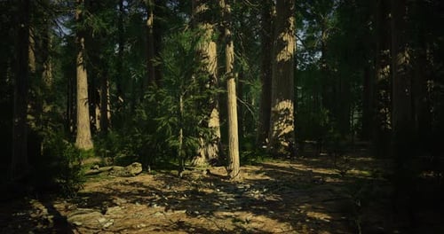 Exploring a Serene Forest Filled with Towering Trees and Dappled Sunlight